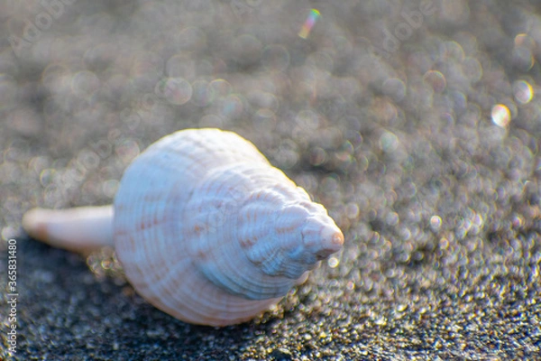 Obraz 砂浜の上の貝殻