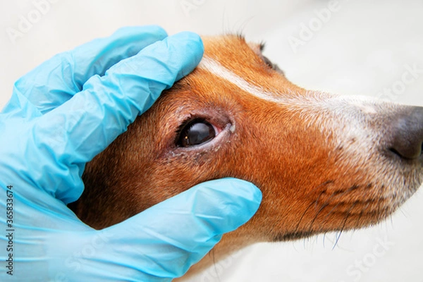 Fototapeta Sick dog with infected crusty eyes examination. Inspection, blepharitis. Close up of redness and bump in the eye of a dog. conjunctivitis eyes of dog.