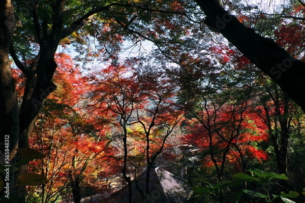 Obraz 総本山 奈良 長谷寺 NARA Hasedera Temple
