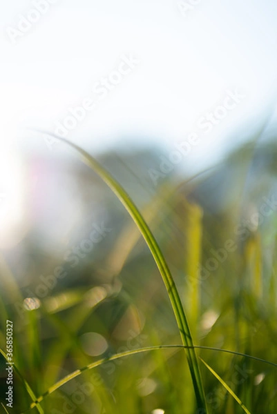 Fototapeta Grass