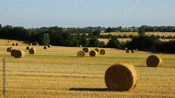 Obraz Botte de  paille sur champ de blé