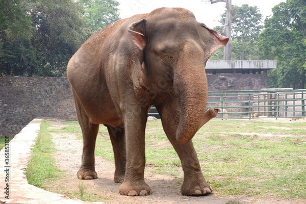 Fototapeta The Sumatran elephant is one of three recognized subspecies of the Asian elephant, and native to the Indonesia island of Sumatra