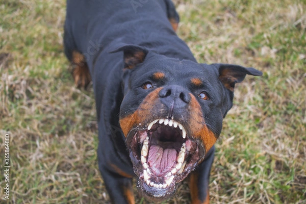 Obraz Aggressive Rottweiler barking mad