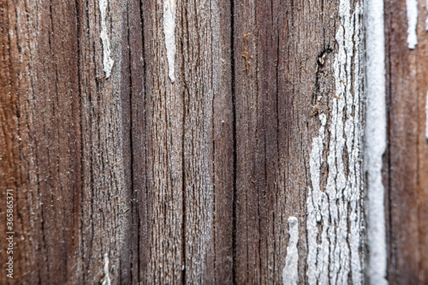 Fototapeta Close-up of a wooden surface with microcracks and resin at high magnification with a microscope. Soft focus and radial blur at the edges.
