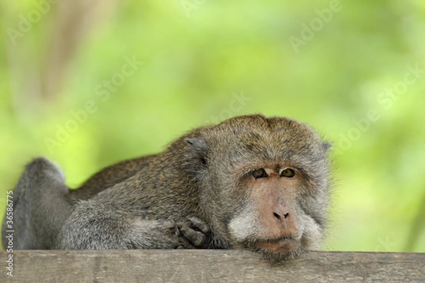 Obraz long tail macaque