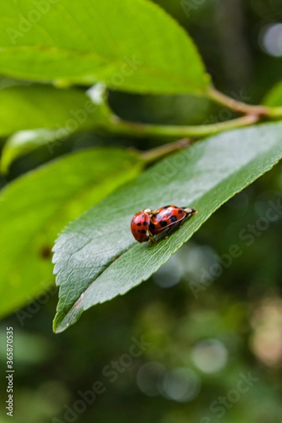 Obraz ladybug on leaf