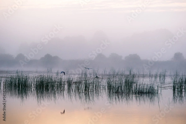 Obraz mglisty świt nad jeziorem. ptaki