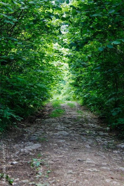 Obraz path in the forest