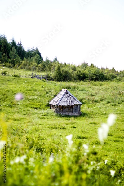 Obraz house in the forest