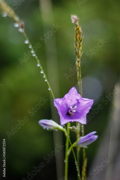Obraz flower with raindrops