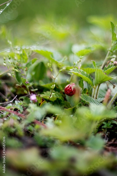 Obraz wild strawberry in the forest
