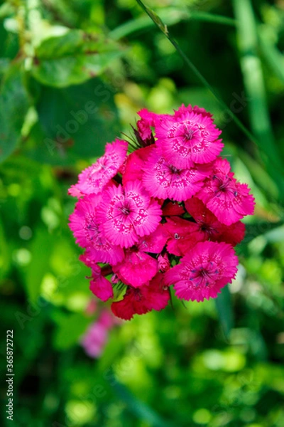 Obraz pink rose bush