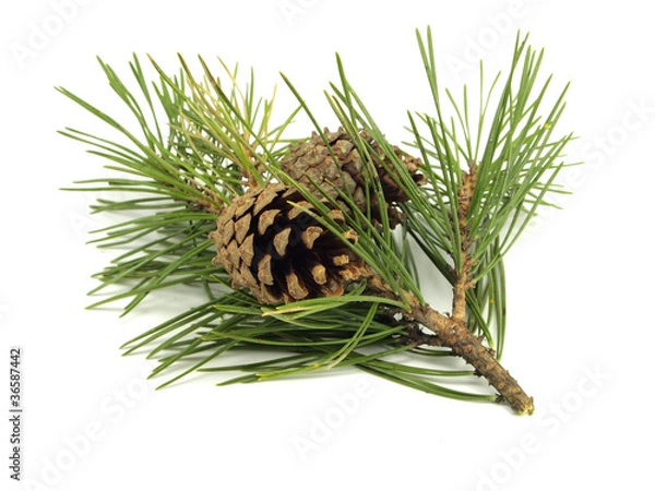 Obraz Pine branch with cones
