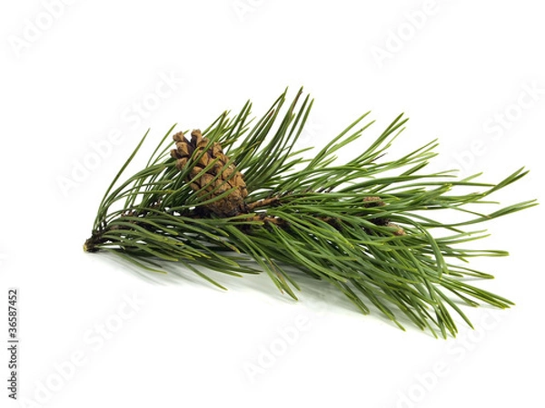 Obraz Pine branch with cones