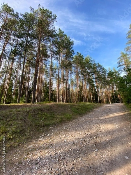 Obraz road in the forest