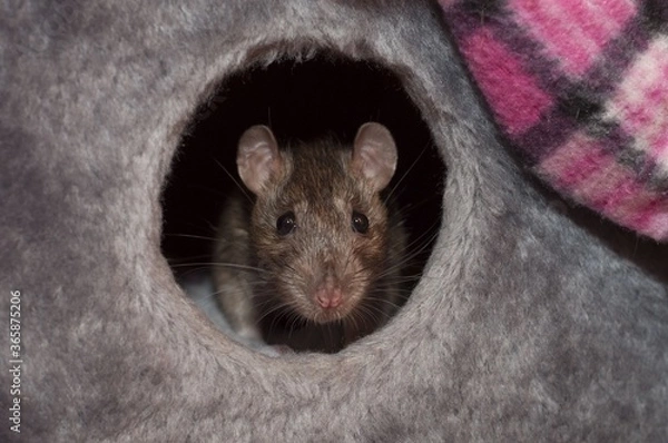 Obraz Rat in the house