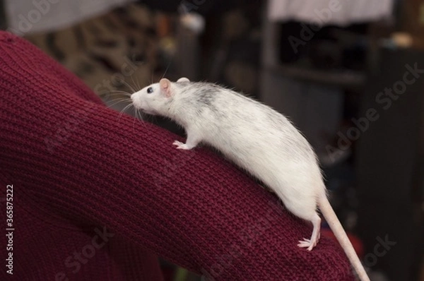 Obraz A rat crawls on my arm