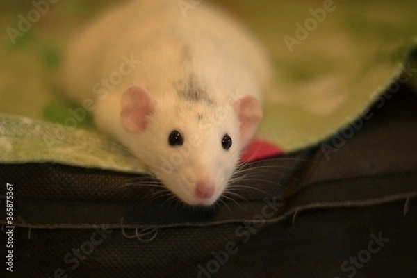 Obraz The rat is resting