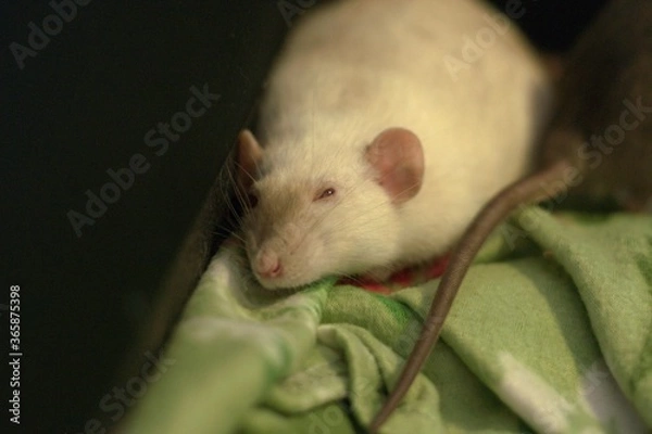 Obraz Siamese sleep rat