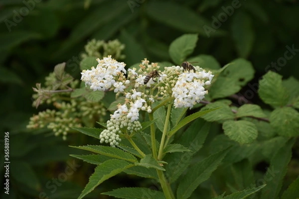 Obraz white flowers in the forest