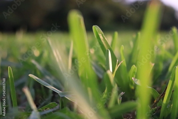 Obraz grass in the grass