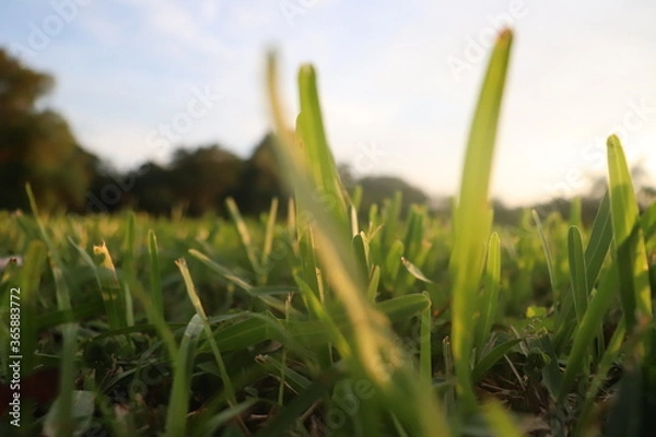 Obraz green grass and sun