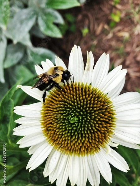 Fototapeta bee on a flower