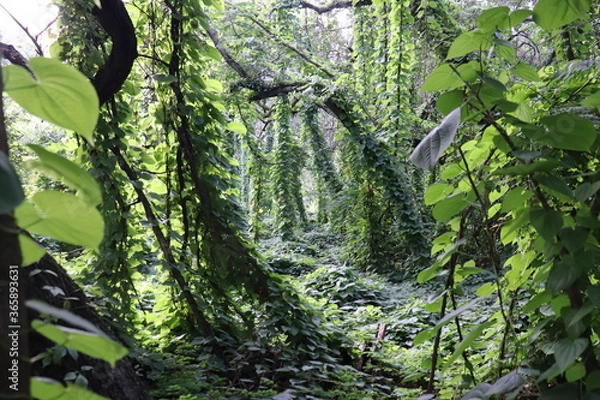 Obraz green leaves and trees in the forsest