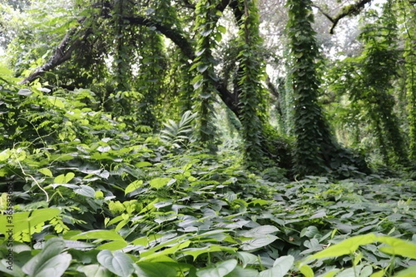 Obraz green forest in the morning