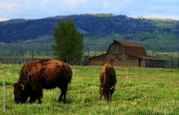 Fototapeta Wyoming Bison 4