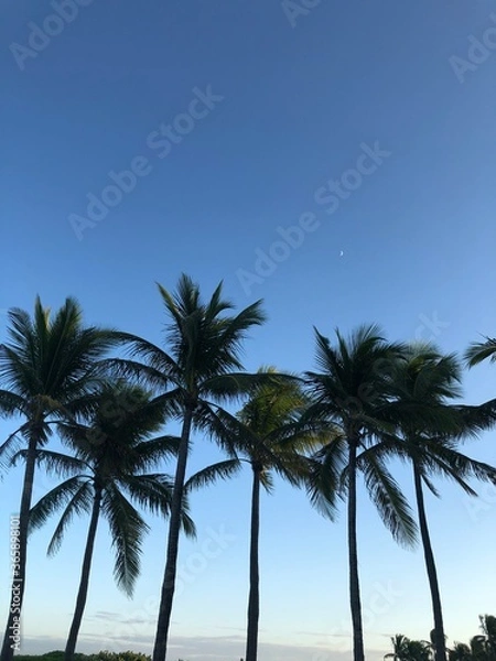 Obraz palm trees on the beach