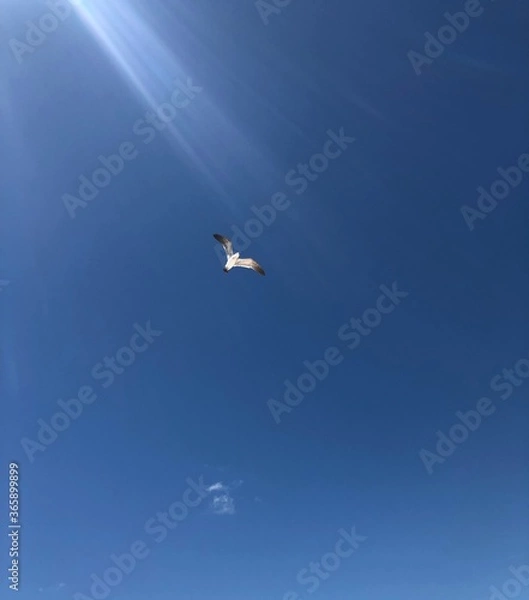Obraz bird flying in blue sky with clouds