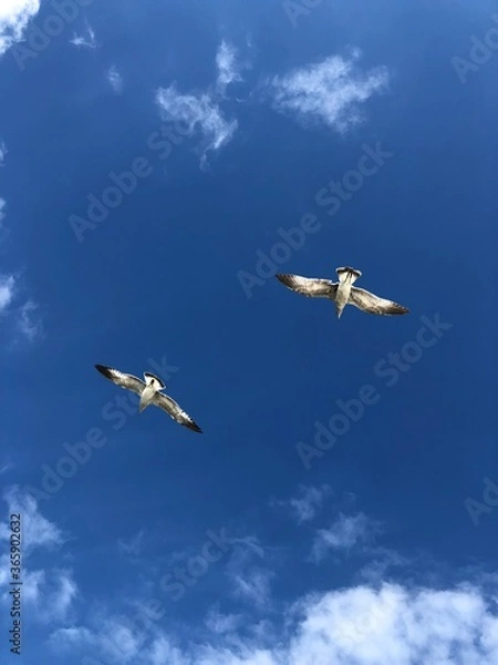 Obraz birds in the sky