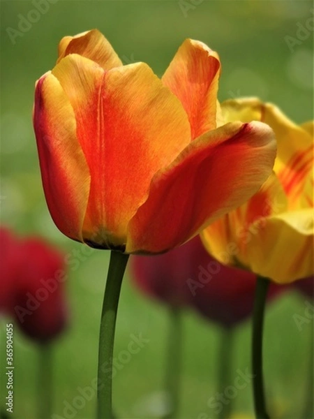 Obraz Pomarańczowy tulipan