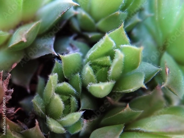 Obraz Zielone liście