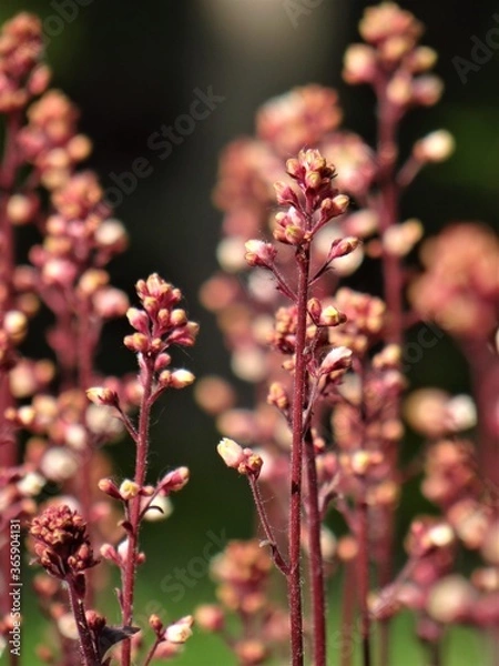 Obraz Czerwony kwiat