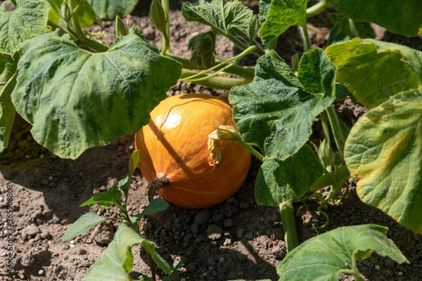 Fototapeta Close-up of a pumpkin in a field or garden