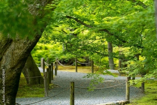 Obraz path in the park
京都の自然