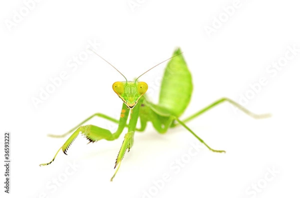 Fototapeta Mantis isolated with white background