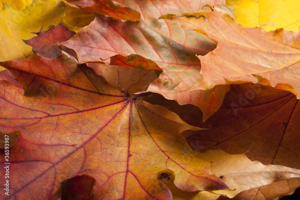 Obraz maple leaves on the ground