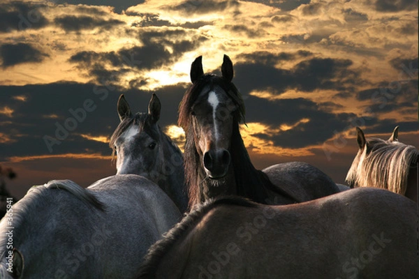 Obraz pferde bei vollmond