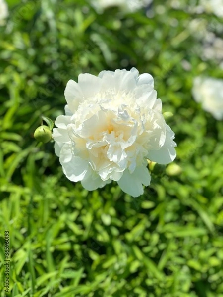 Fototapeta flower_10