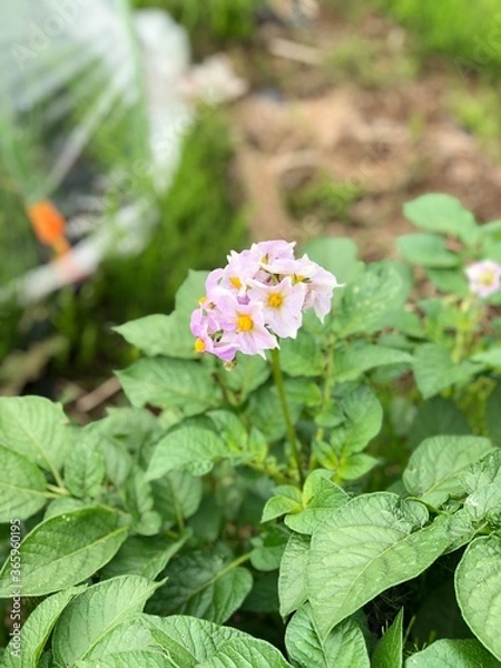 Fototapeta 芋の花2