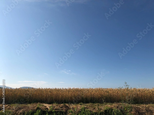 Fototapeta field and sky