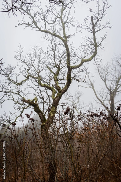 Fototapeta tree in fog on mountain