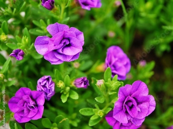 Obraz カリブラコア　八重咲き紫