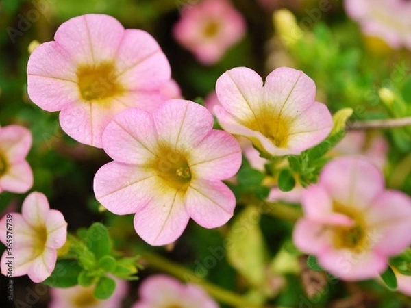 Obraz カリブラコア　ピンク