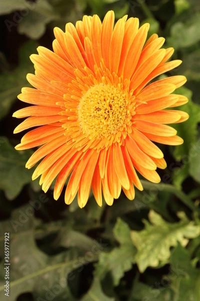 Obraz orange flower of calendula
