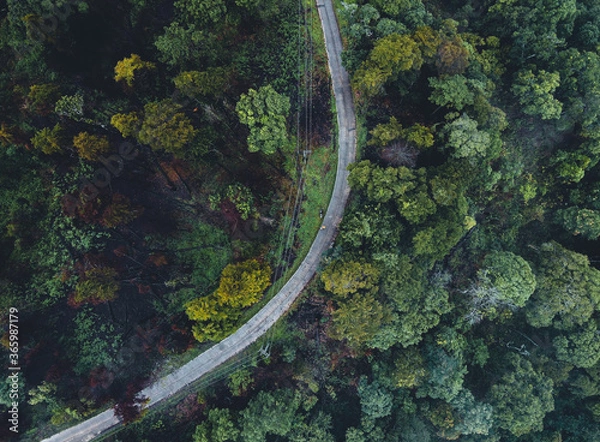Fototapeta Trees in the forest and fog after the rain