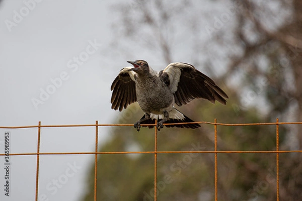 Fototapeta An Australian Magpie Sitting on a Fence flapping its wings